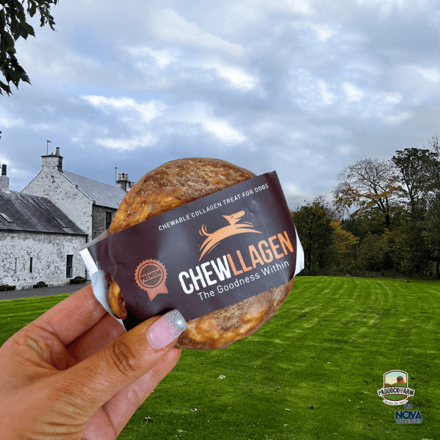 Chewllagen Small Donut 3.5″ 