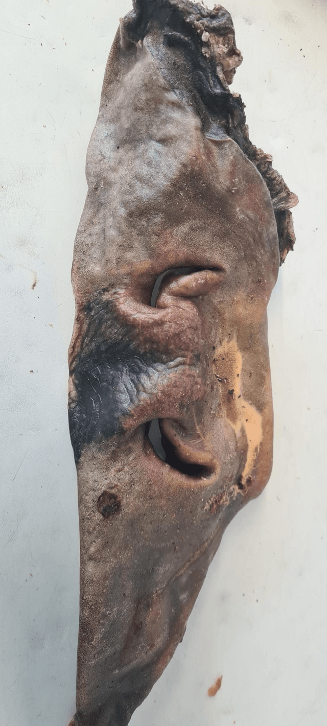 Cow Nose