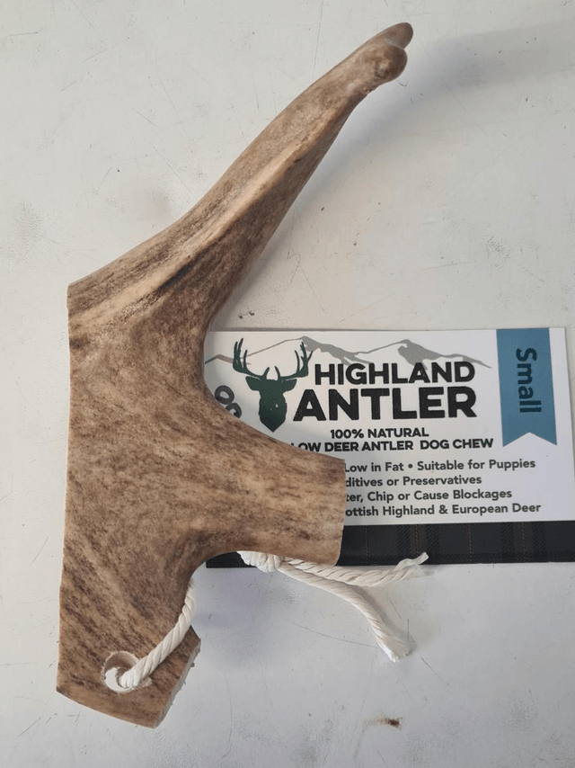 Fallow Deer Antler