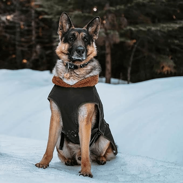 XL Country Style Green and Brown Dog Coat
