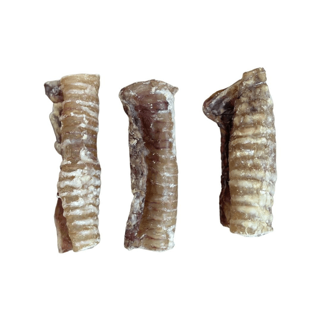 Trachea