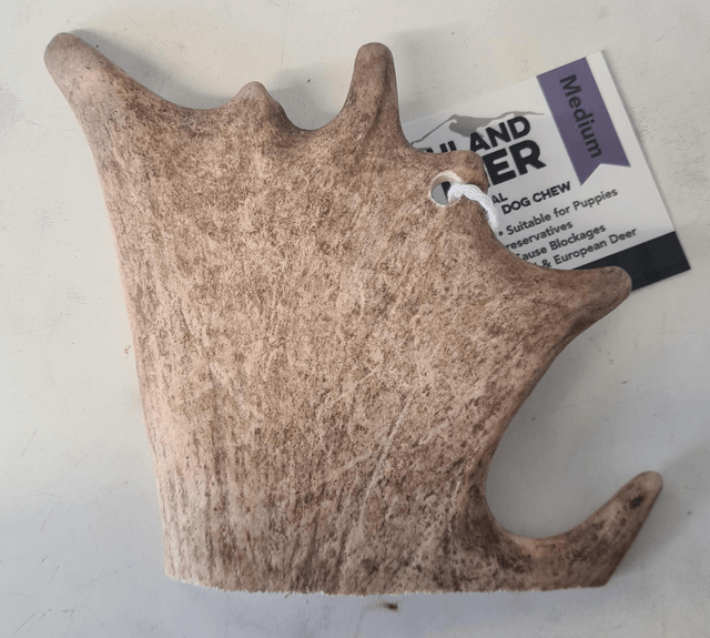 Fallow Deer Antler