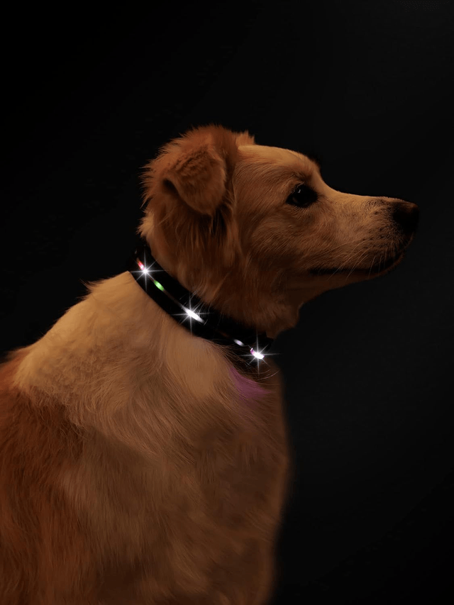 Waterproof Rechargeable Strong PVC Light Up Collar S/M/L Black/Blue/Pink