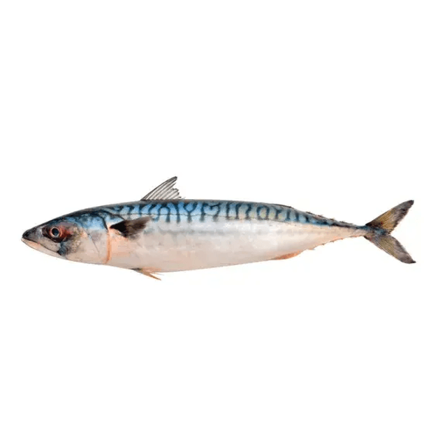 Mackerel