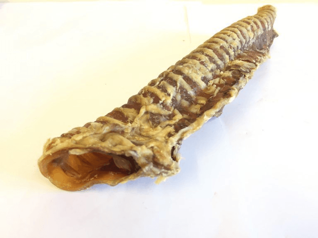 Trachea
