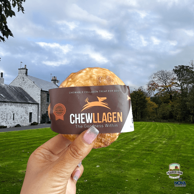 Chewllagen Small Donut 3.5″ 