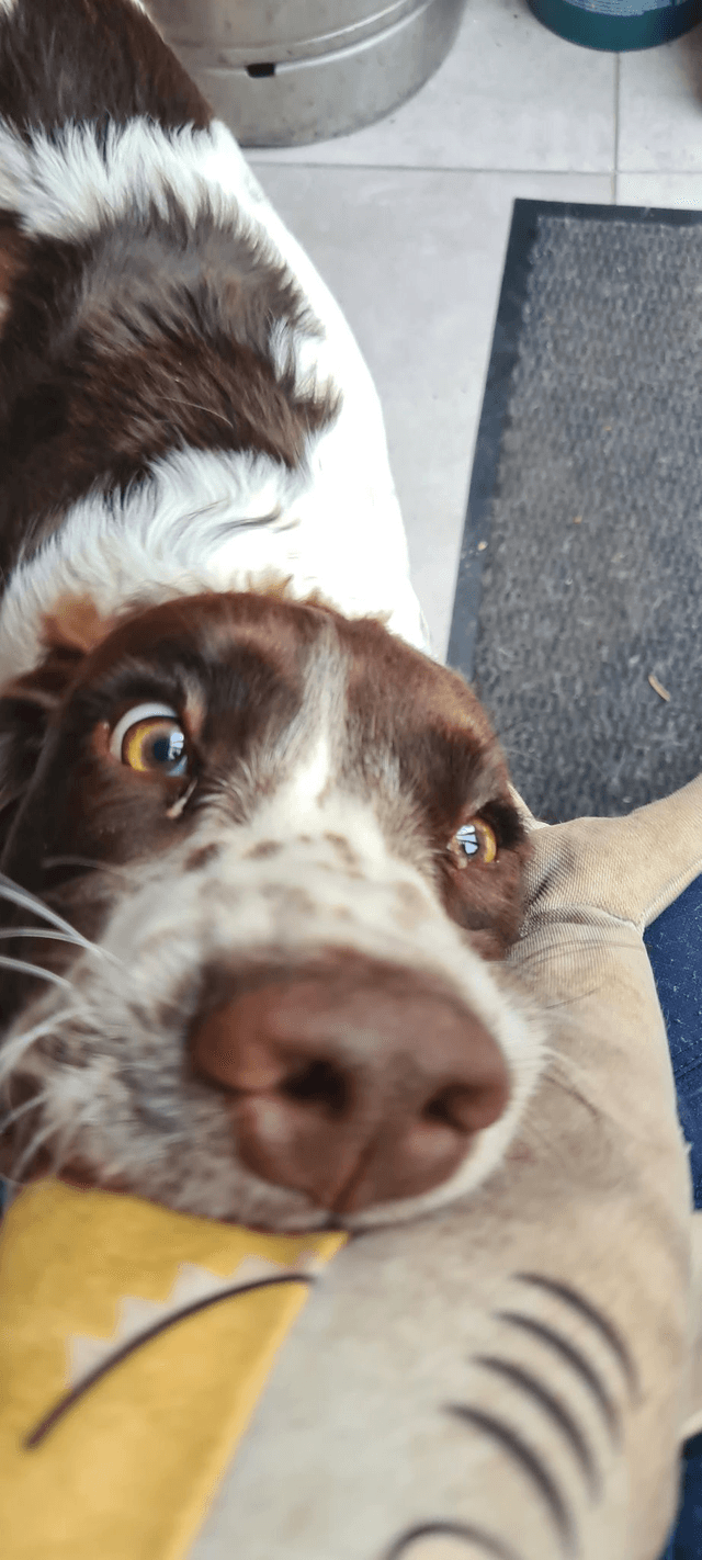 Puppy Visits