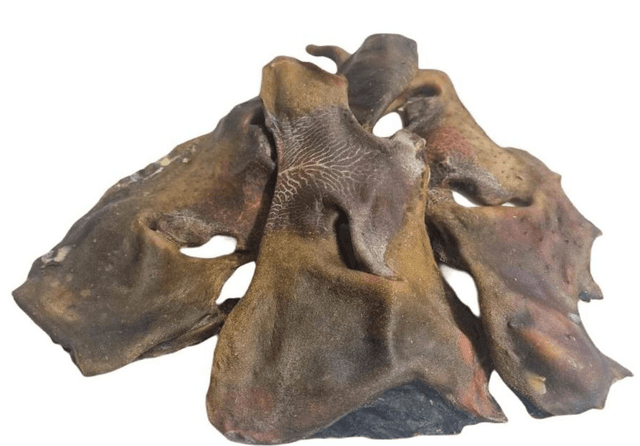 Cow Nose