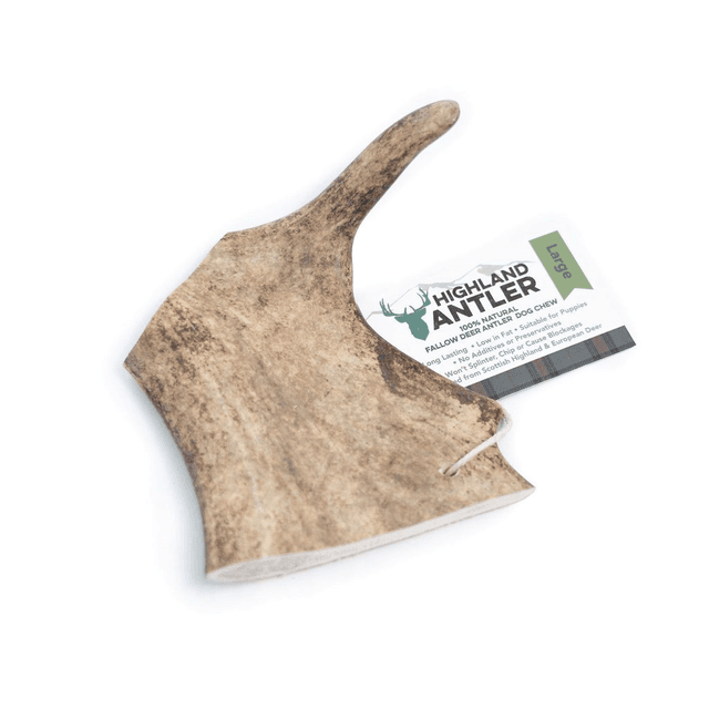 Fallow Deer Antler